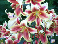daylilly