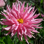 Dahlia